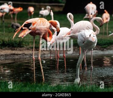 Gruppe von Flamingos im Eskilstuna Zoo in Schweden Stockfoto