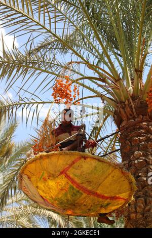 Saqqara, Ägypten. September 2021. Ein Bauer klettert auf einen Dattelbaum, um Datteln auf einer Farm im Bezirk Saqqara, südlich von Kairo, Ägypten, am 14. September 2021 zu ernten. Datum in Ägypten seit September in die Erntesaison eingetragen. Quelle: Sui Xiankai/Xinhua/Alamy Live News Stockfoto