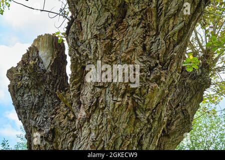 Alter Baum am Ernst-August-Kanal im Stadteil Limmer, Spätsommer in Hannover, Deutschland / Deutschland Stockfoto