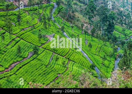 Kurvenreiche Straße und Teeplantagen in Bergen in der Nähe von Haputale, Sri Lanka Stockfoto