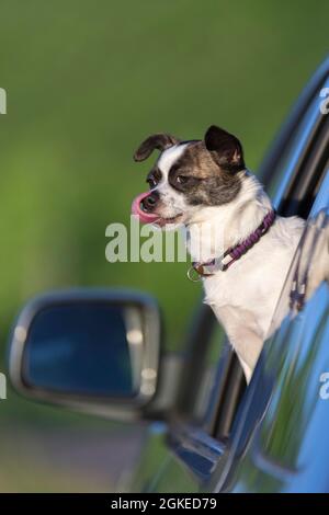 Kleiner Chihuahua Hund, der aus dem Autofenster schaut, Deutschland Stockfoto