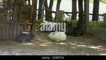 Die Familie der Kaninchen frisst ein Gras im Tierheim Stockfoto