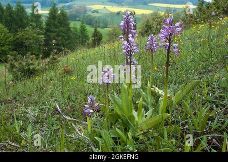 Military Orchid (Orchis militaris) Blütenstand, Hessen, Deutschland Stockfoto