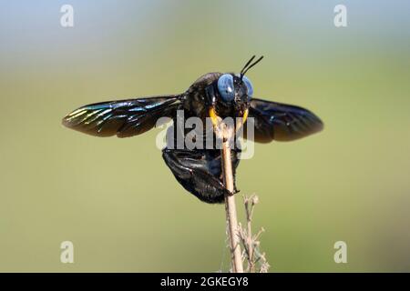 Zimmermannsbiene auf Blume, Xylocopa violacea Vorderansicht, Satara, Maharashtra Indien Stockfoto