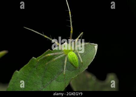 Dorsal der grünen Luchs-Spinne, Oxyopes-Arten auf tulasi-Blatt, Ocimum tenuiflorum, Satara, Maharashtra Indien Stockfoto