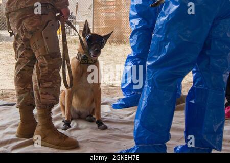 Die vom Militär arbeitende Hündin Oopey, eine belgische Malinois, die Patrouillen und Sprengstoffdetektion macht, trägt Schutzkleidung und sitzt mit ihrem Handler und Mitgliedern der 67. Chemical Company. Stockfoto