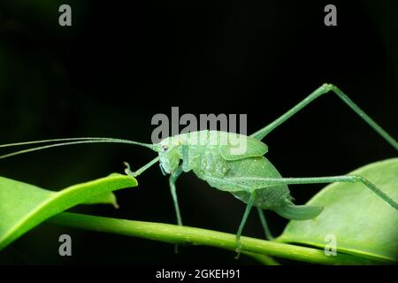 Blatt imitiert Katydid Nymphe, Tettigoniid Arten, Satara, Maharashtra, Indien Stockfoto