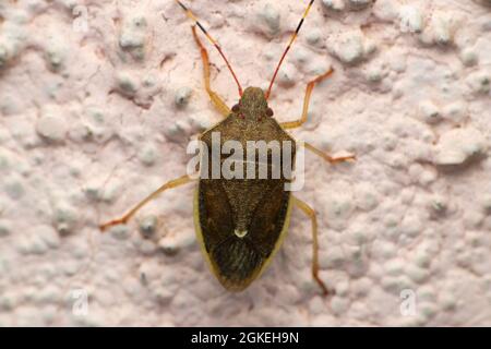 Graue stinkende Insektenart, Satara, Maharashtra, Indien Stockfoto
