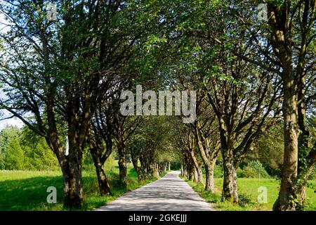 Avenue in der Nähe von Stanczyki, Warminsko-Masuren, Warminsko-Mazurskie, Polen Stockfoto