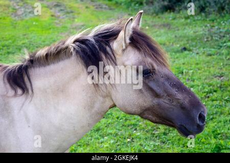 Konik-Pferd, Masurisches Haus, Popielno, Ruciane-Nida, Warmia-Masuren, Polen Stockfoto