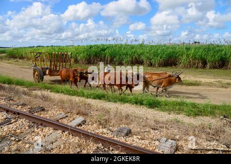 Oxcart, Zuckerrohr (Saccharum officinarum), Zuckerrohrernte, Karibik, Amerika, Dominikanische Republik Stockfoto