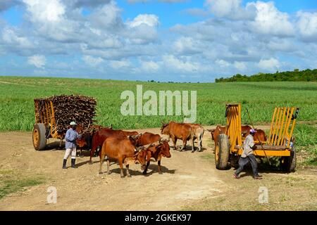 Oxcart, Zuckerrohr (Saccharum officinarum), Zuckerrohrernte, Karibik, Amerika, Dominikanische Republik Stockfoto