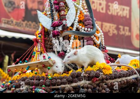 Sadhu hat mit weißen Ratten, Allahabad Kumbh Mela, größte religiöse Versammlung der Welt, Uttar Pradesh, Indien Stockfoto