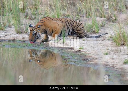 Männlich Bengal Tiger (Panthera tigris tigris) Trinkwasser in einem Teich, Bandhavgarh Nationalpark, Madhya Pradesh, Indien Stockfoto