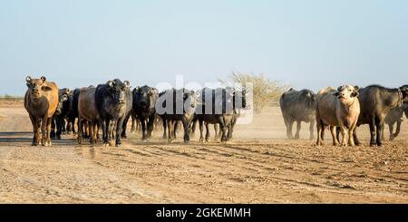Rinderherde, großer Rann aus der Kutch-Wüste, Gujarat, Indien Stockfoto