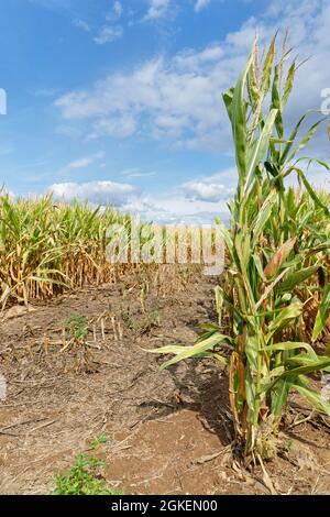 Maisfeld (Zea mays), Kempen, NRW, Deutschland Stockfoto