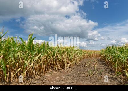 Maisfeld (Zea mays), Kempen, NRW, Deutschland Stockfoto