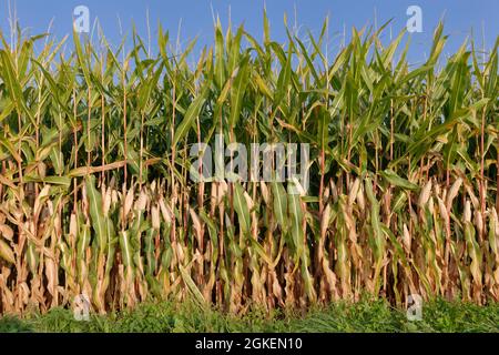 Maisfeld (Zea mays), Kempen, NRW, Deutschland Stockfoto