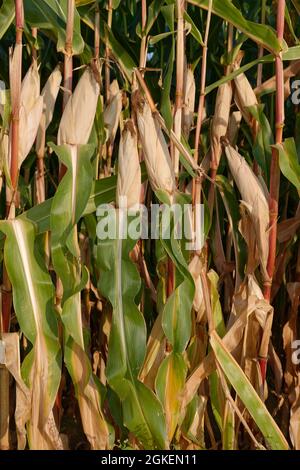 Mais (Zea mays), Kempen, NRW, Deutschland Stockfoto