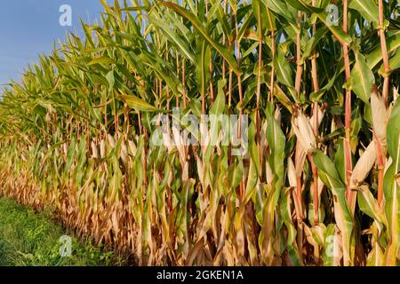 Maisfeld (Zea mays), Kempen, NRW, Deutschland Stockfoto