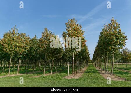 Schwedischer Weißstrahl (Sorbus intermedia) in Baumfarm, Nettetal, Viersen, NRW, Deutschland Stockfoto