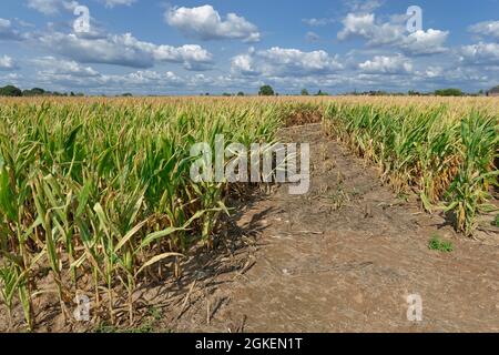 Maisfeld (Zea mays), Kempen, NRW, Deutschland Stockfoto