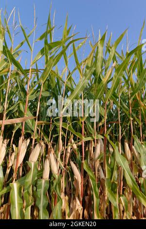 Mais (Zea mays), Kempen, NRW, Deutschland Stockfoto