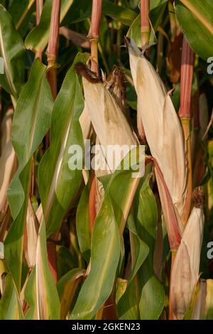 Mais (Zea mays), Kempen, NRW, Deutschland Stockfoto