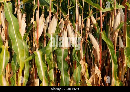 Mais (Zea mays), Kempen, NRW, Deutschland Stockfoto