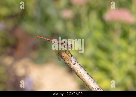 Single männliche gemeine Darter Libelle Sympetrum striolatum auf abgestorbenem Zweig Costwolds UK thront Stockfoto