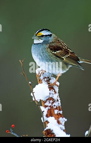 Männlicher Weißkehlspatzen thront im Winter Stockfoto