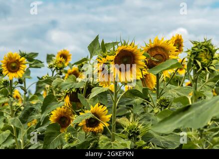 Sonnenblumen wachsen im Sommer auf dem Feld Stockfoto