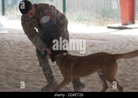 Spc. Erick Medina, ein Hundeführer von der Abteilung K-9 der Area Support Group-Kuwait, und sein Arbeitshund demonstrieren, wie Hunde verwendet werden, um einen Täter während einer Einweisung der Fähigkeiten an die spartanischen Soldaten und die Führung der Task Force am 1. April 2021 im Camp Arifjan, Kuwait, zu unterwerfen. „die Demonstrationen sind eher ein erzieherischer Zweck für hochrangige Führer, um sie über die Fähigkeiten und Grenzen dieser militärischen Arbeitshunde zu informieren“, sagte Staff Sgt. Curran Pendley, die Pläne und Operationen nicht beauftragt Offizier für ASG-Kuwait K-9. „alles, was wir mit diesen Hunden machen, ist Training. Wir sind nicht nur hier, um zu hav Stockfoto