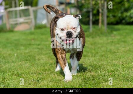 Brindle Mantel American Bulldog Hund in Bewegung auf Gras Stockfoto