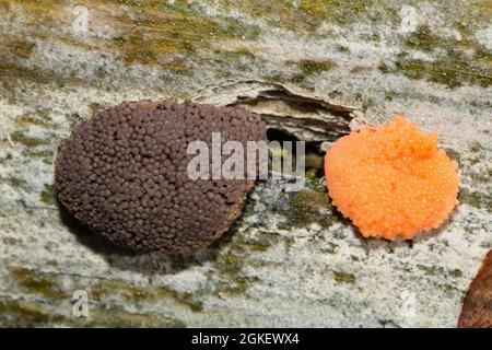 Schleimform (Tubifera ferruginosa) Stockfoto