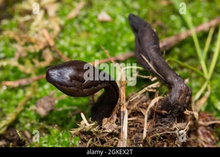 Dunkelviolette Erdzunge (Geoglossum atropurpureum) Stockfoto