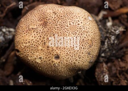 Leopardenerdballpilz (Scleroderma areolatum) Stockfoto