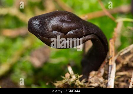 Dunkelviolette Erdzunge (Geoglossum atropurpureum) Stockfoto