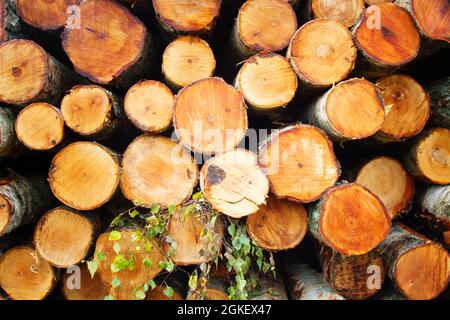 Stapel von Birkenstämmen (Holzstapel, Stapel von Rundholz). Holzindustrie. Holzhof. Winter-Baumfällung zum endgültigen Schneiden, Hartholz Stockfoto