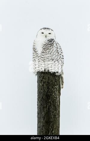 Schneeeule (Bubo scandiacus) auf einem Pfahl, Region Lanaudiere, Quebec, Kanada Stockfoto