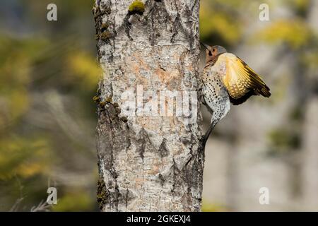 Nördliches Flimmern am Nesteingang (Colaptes auratus), Forillon-Nationalpark, Quebec, Kanada Stockfoto