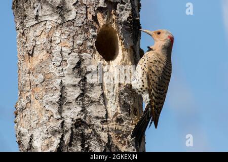 Nördliches Flimmern am Nesteingang (Colaptes auratus), Forillon-Nationalpark, Quebec, Kanada Stockfoto