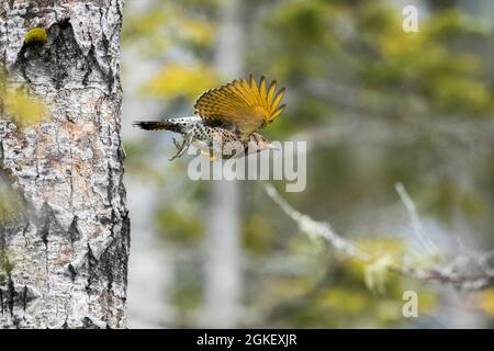 Nördliches Flimmern beim Verlassen des Nestes (Colaptes auratus), Forillon National Park, Quebec, Kanada Stockfoto