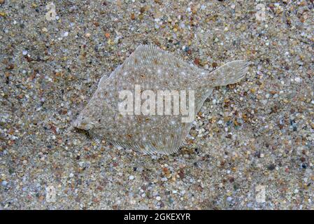 Scholle, Europäische Scholle (Pleuronectes platessa) Ostsee-Informationszentrum, Eckernfoerde, Schleswig-Holstein, Deutschland Stockfoto