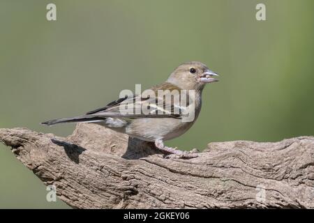 Weiblicher Buchfink (Fringilla coelebs) Niedersachsen, Deutschland Stockfoto