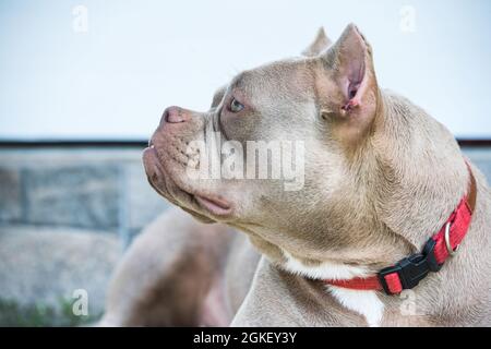 Lila Farbe American Bully Hund bewacht das Haus draußen Stockfoto