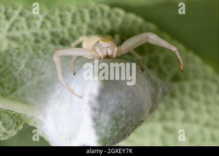 Goldrutenkrabbenspinne (Misumena vatia) mit Kokon, Naturpark Frau-Holle-Land, Niedersachsen, Deutschland Stockfoto