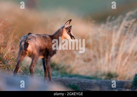 Gämsen (Rupicapra rupicapra), Jungtiere, Tierwelt, Vogesen, Frankreich Stockfoto