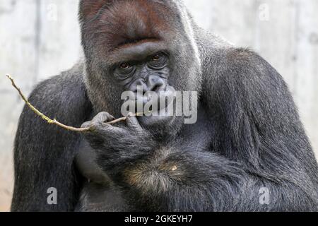 Westlicher Tieflandgorilla (Gorilla Gorilla), Männchen, Silberrücken, gefangen Stockfoto