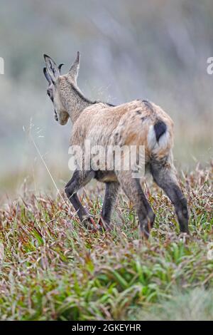 Gemse (Rupicapra rupicapra), Wildlife, Vogesen, Frankreich Stockfoto